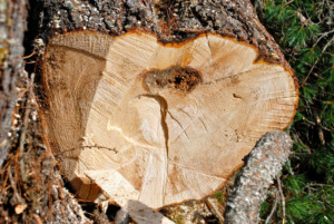 Luftgetrocknetes Zirbenholz vereint zahlreiche Vorteile. Im österreichischen Alpenraum wird dieser naturbelassene Rohstoff seit Jahrhunderten für die Herstellung von Möbelstücken und Einrichtungsaccessoires eingesetzt. Zirbenholz ist sehr widerstandsfähig, zeichnet sich jedoch durch seine samtweiche Oberfläche aus. Die wohlriechenden ätherischen Öle der Zirbelkiefer haben einen positiven Einfluss auf das gesamte Raumklima und schlagen Lebensmittelmotten in die Flucht. Holz, Harz sowie Nadeln des imposanten Baumes enthalten den Wirkstoff Pinosylvin, der in erster Linie für seine antibakteriellen und antiseptischen Eigenschaften geschätzt wird. Deshalb ist die Zirbenbrotdose ein idealer Ort, um Backwaren hygienisch und keimfrei aufzubewahren. Zirbenholz reguliert das Feuchtigkeitsniveau im Inneren der Brotdose. Hierdurch wird die Bildung von Schimmel verhindert und Brot bleibt länger genießbar. Die handgefertigte Zirbenbrotdose der ZirbenFamilie punktet mit ihrer passgenauen Verarbeitung. Ihr puristisches Design ist ein Gewinn für jede Küche.