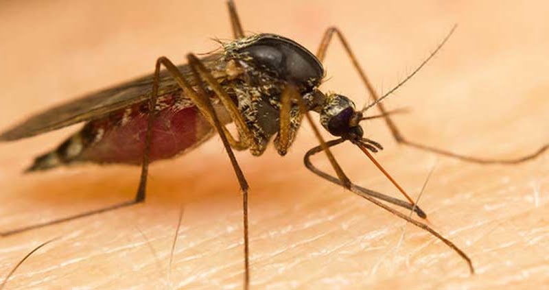 Bild zeigt Stechmücke