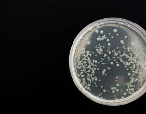 Bakterien in einer Petrischale