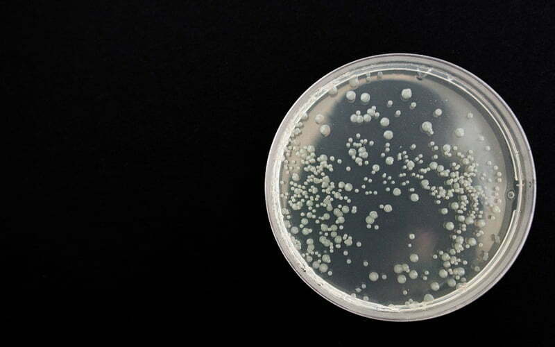 Bakterien in einer Petrischale