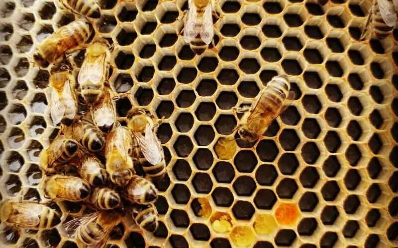 Bienen und Honigwaben